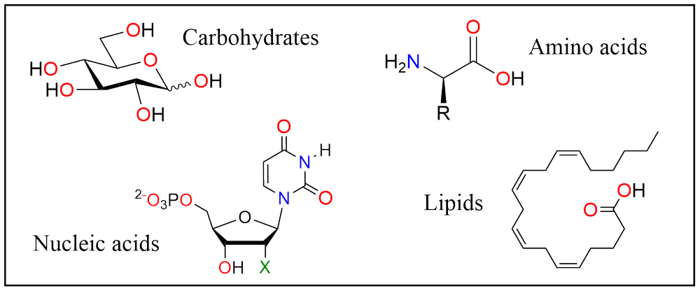 Overview of the four classes of biological molecules and the aqueous environment they operate in