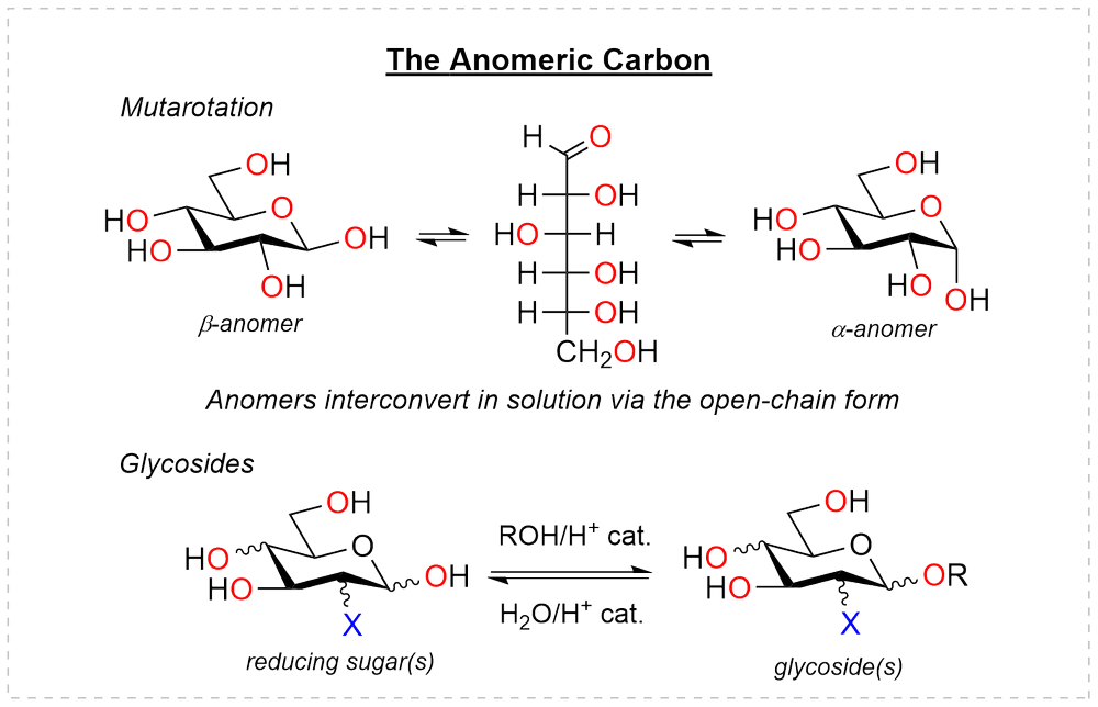 The anomeric carbon: mutarotation of the beta and alpha anomers through the open-chain form, and acid-catalyzed conversion of a reducing sugar to a glycoside with an alcohol