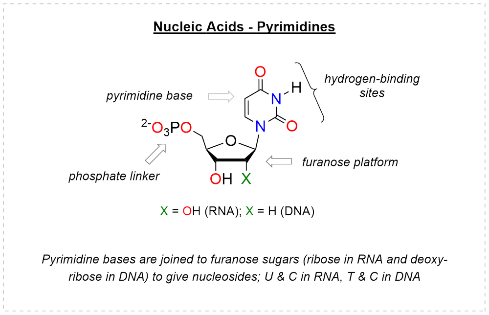Pyrimidine nucleotide: a pyrimidine base with its hydrogen-binding sites, joined to a furanose platform carrying the phosphate linker; X = OH in RNA and H in DNA