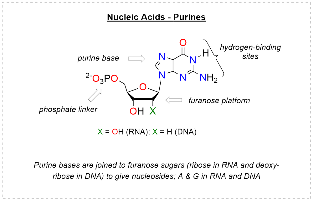Purine nucleotide: guanine with its hydrogen-binding sites on a furanose platform with the phosphate linker; A and G occur in both RNA and DNA