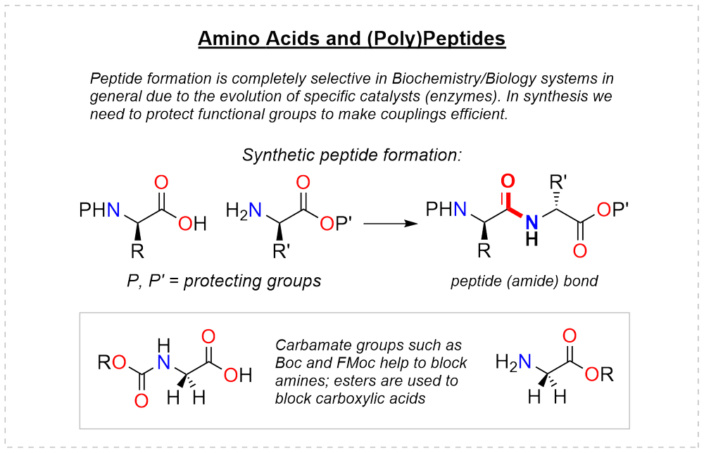 Synthetic peptide formation with protected amine and carboxylic acid, using Boc or FMoc carbamates to block the amine and esters to block the acid
