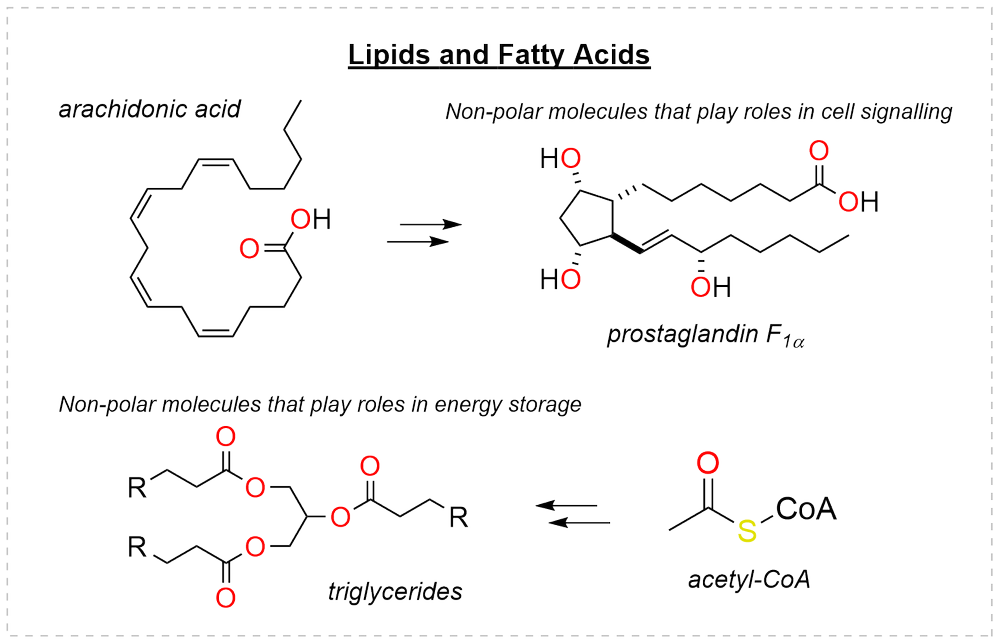 Lipids and fatty acids: arachidonic acid converted to prostaglandin F1-alpha as a signalling molecule, and triglycerides built from acetyl-CoA for energy storage