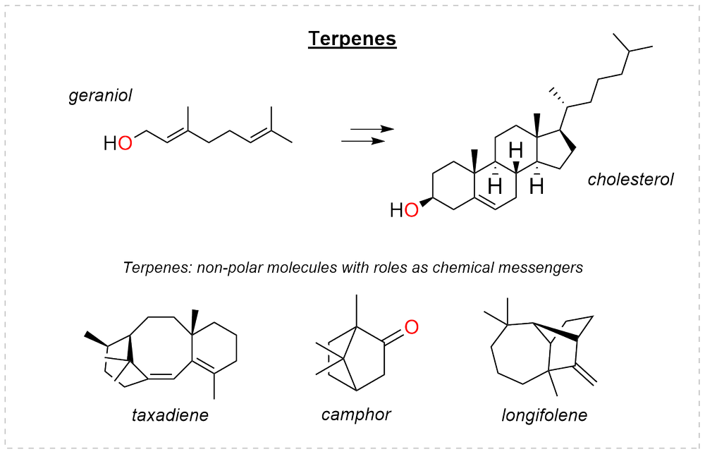 Terpenes: geraniol elaborated to cholesterol, with taxadiene, camphor, and longifolene as further terpene skeletons